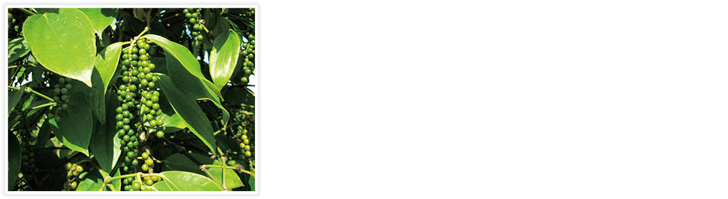 GABANⓇの象徴。品質重視の「ブラックペパー」。 スパイスの良さは加熱調理した時に分かります。「力強い香り」が特徴のGABANⓇブラックペパーは、特徴の異なる複数産のブラックペパーをブレンド。加熱後でも香りと辛さに大きな変化がみられないのが特徴です。